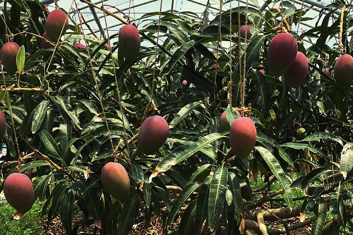 マンゴー栽培風景