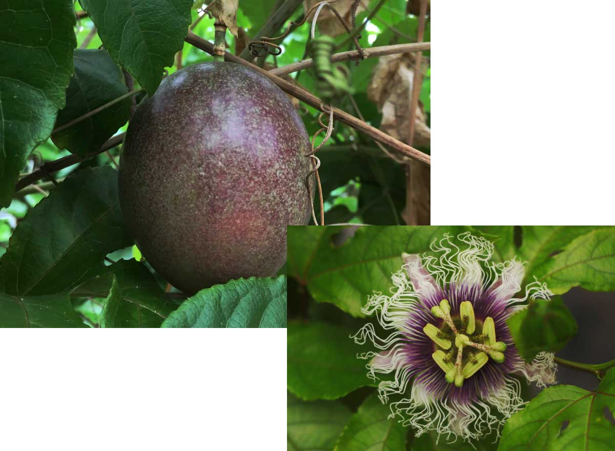 パッションフルーツ栽培風景