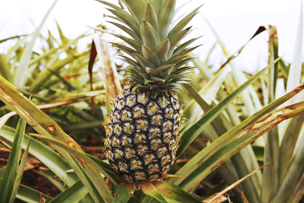 パイナップル栽培風景