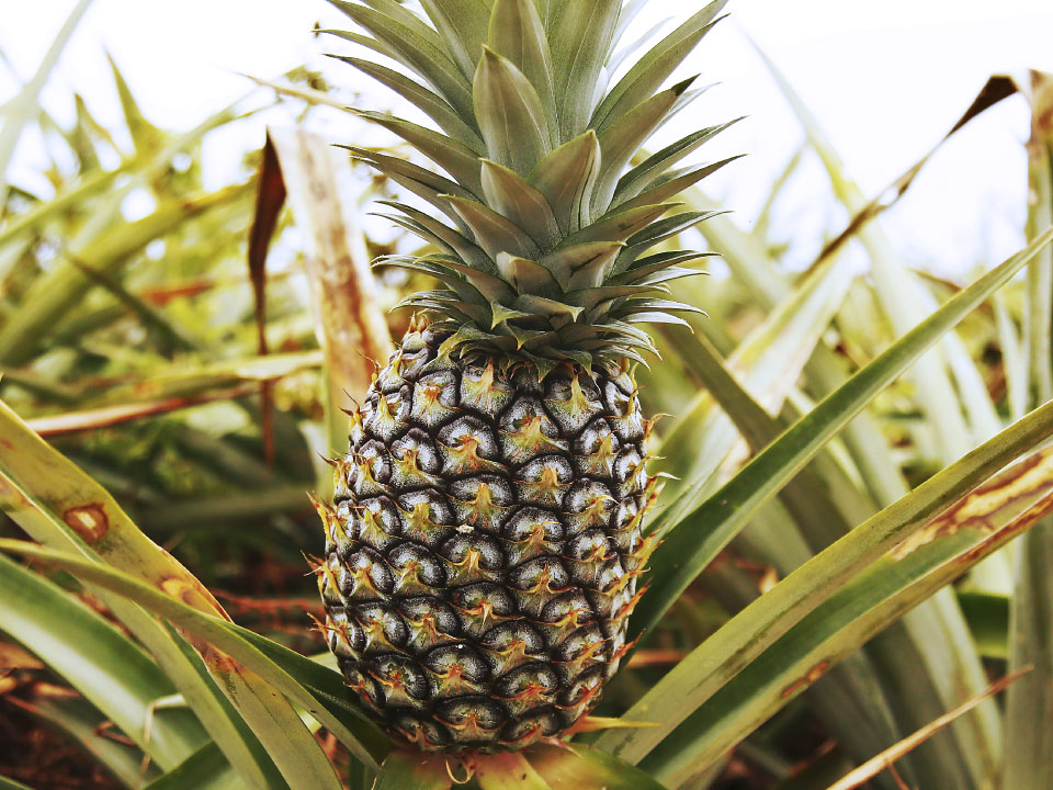 パイナップル写真