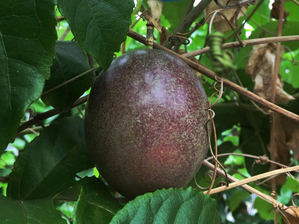 パッションフルーツ写真