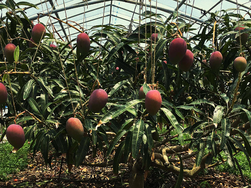 アップルマンゴー写真